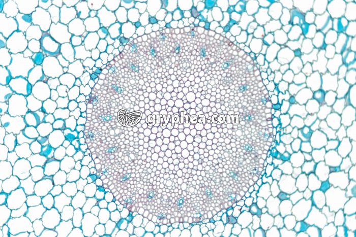 Racine d'Orchidée - racine aérienne - cylindre central CT x15 - gryphea.com